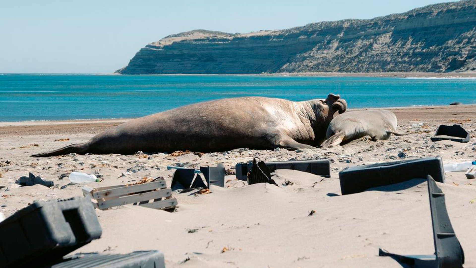 La contaminación por plásticos en el Mar Argentino: Un desafío urgente para la biodiversidad y la economía costera