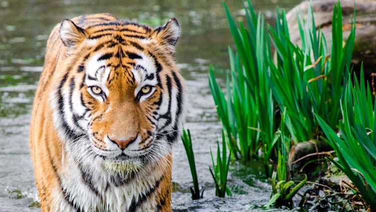 Especies en peligro de extinción y su impacto en los ecosistemas