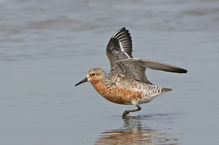 Playero Rojizo en Tierra del Fuego: Un Viaje Épico Amenazado desde el Ártico